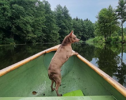 Happy to host up to two pets