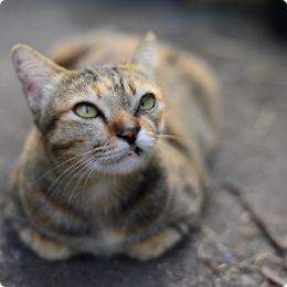 Young-Tabby-Cats-Cat-Animal-Kitten-Cute-Pet-3943865