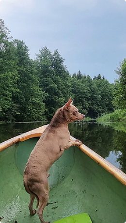 bigstock-Small-Ginger-Dog-Standing-On-K-428080472